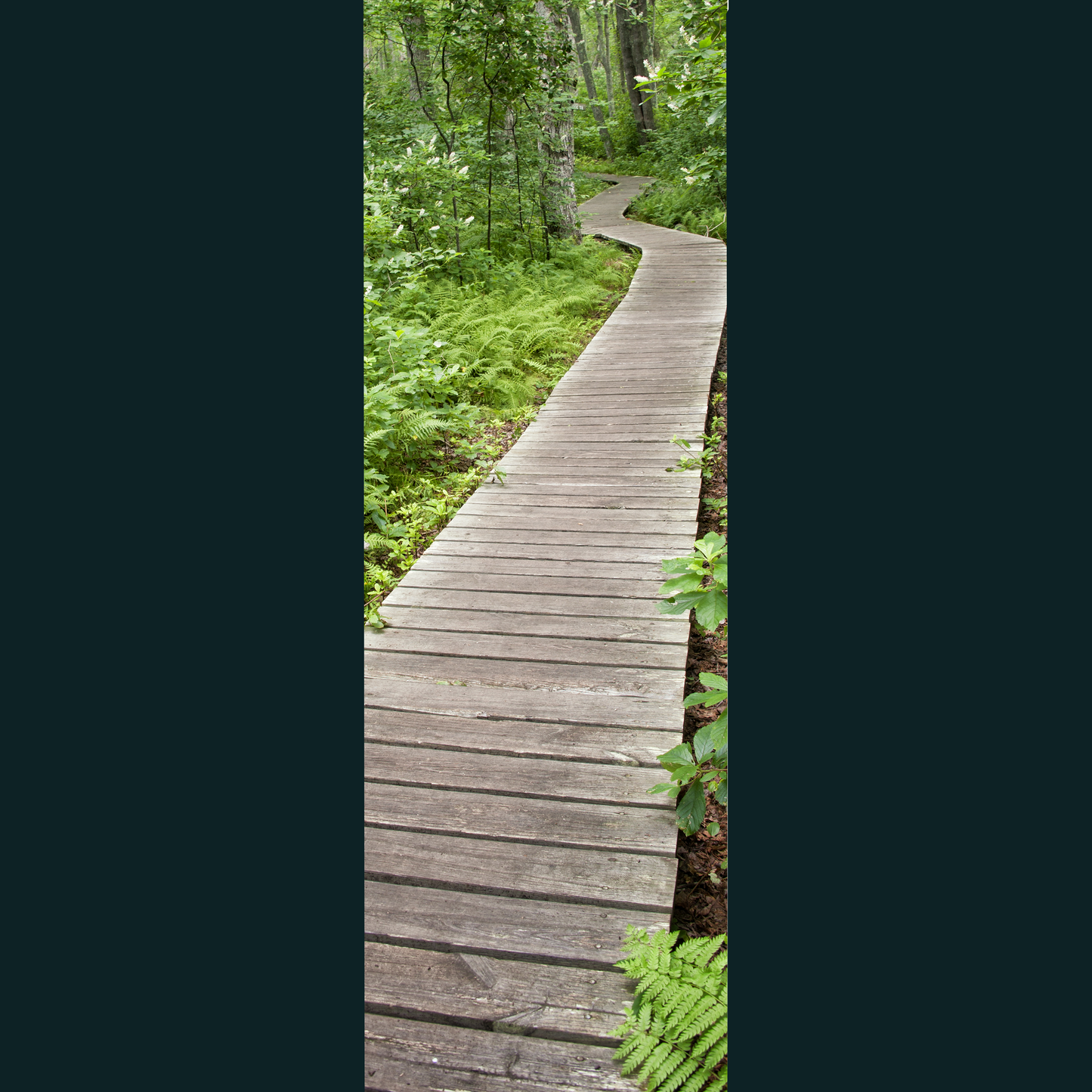 Forest Path