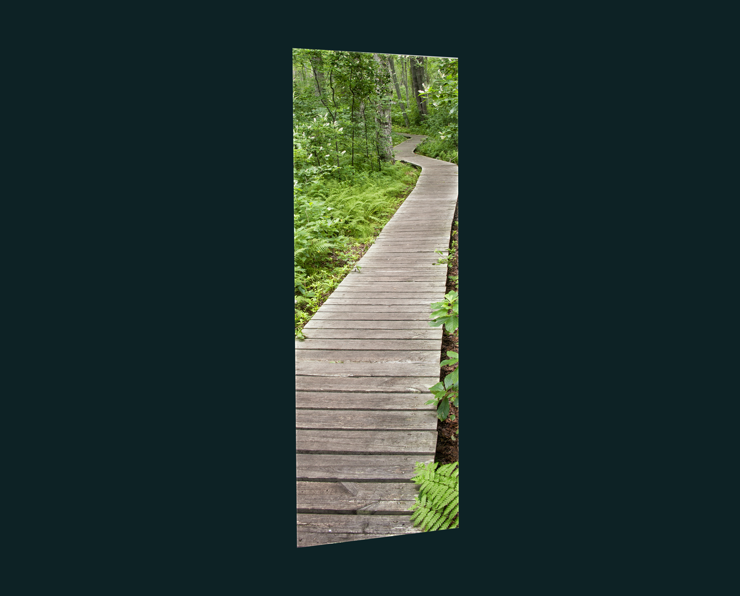 Forest Path