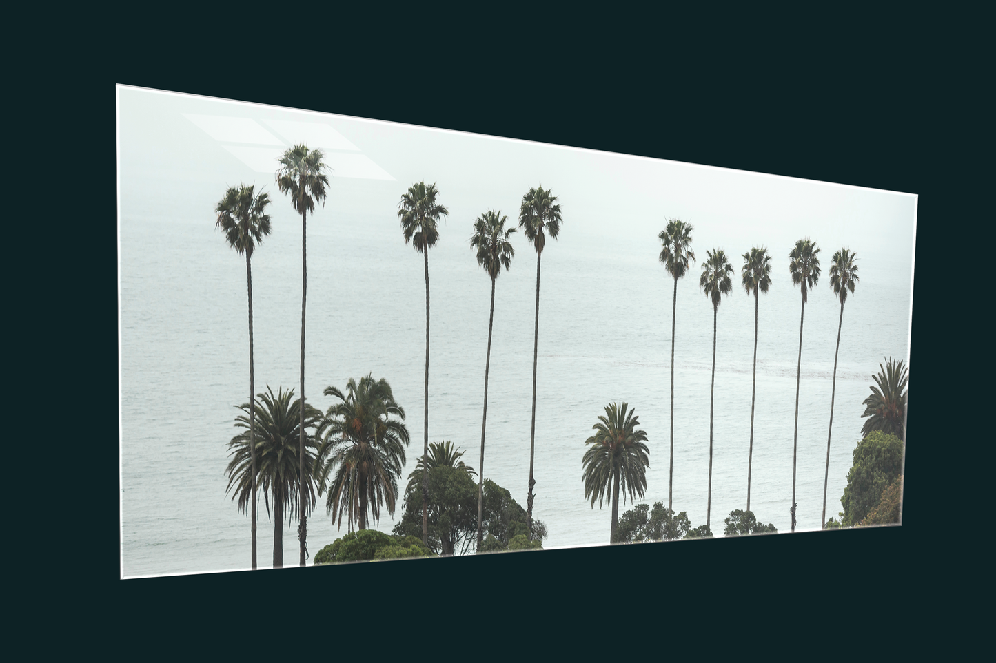 Palm Trees