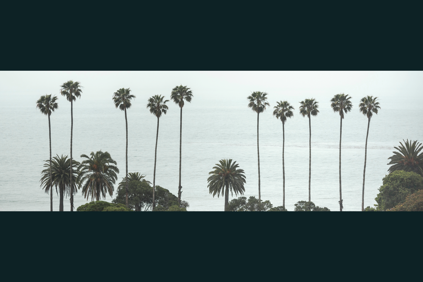 Palm Trees