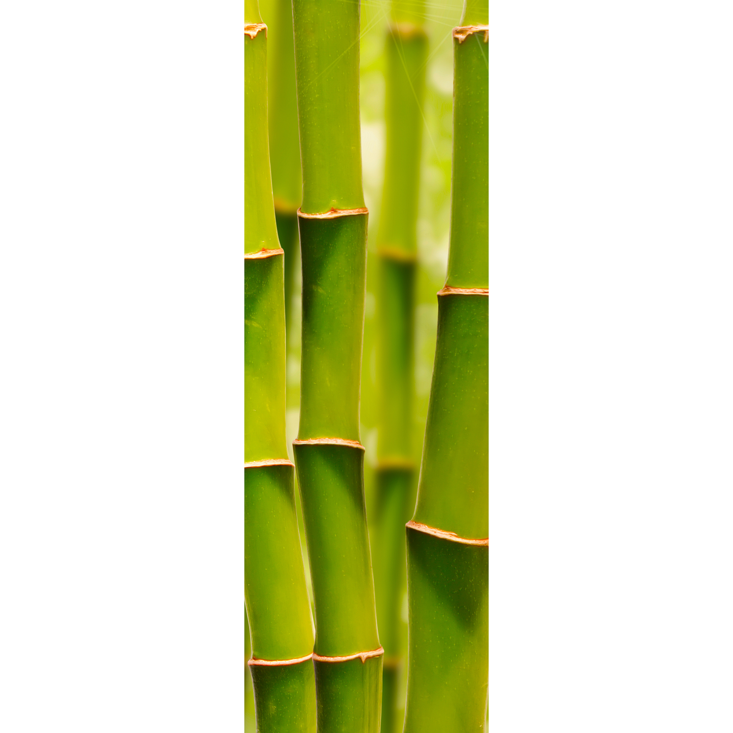 Bamboo Natural