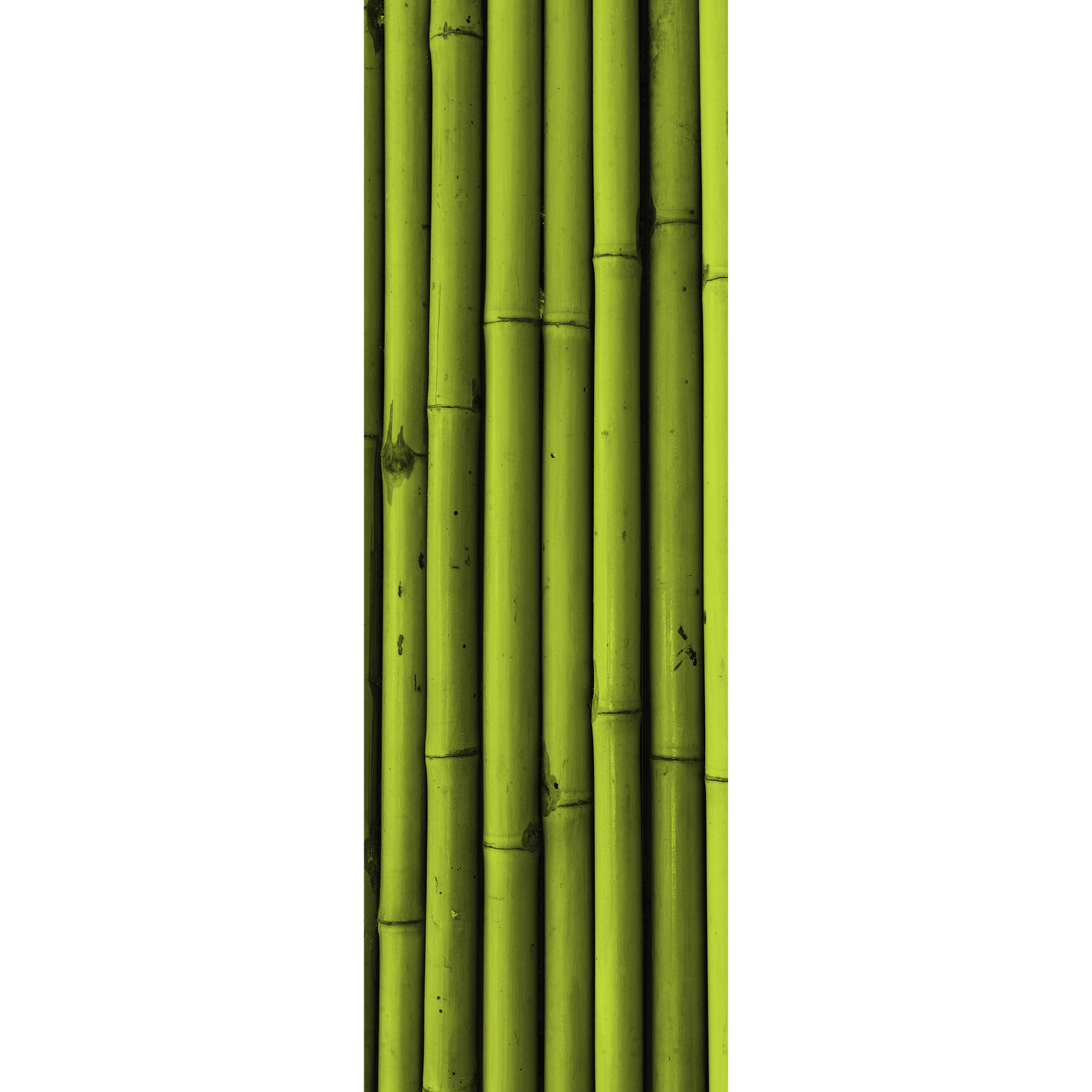 Bamboo