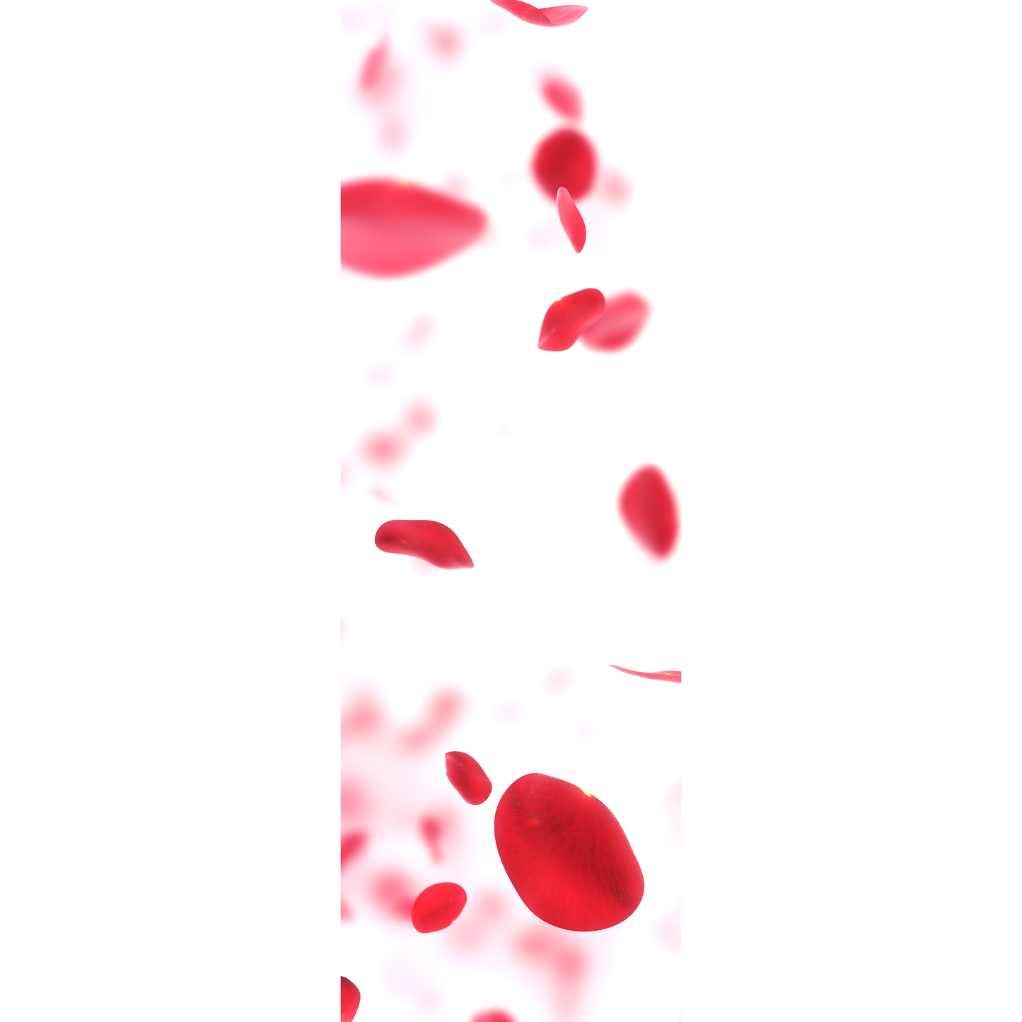 Rose Petals