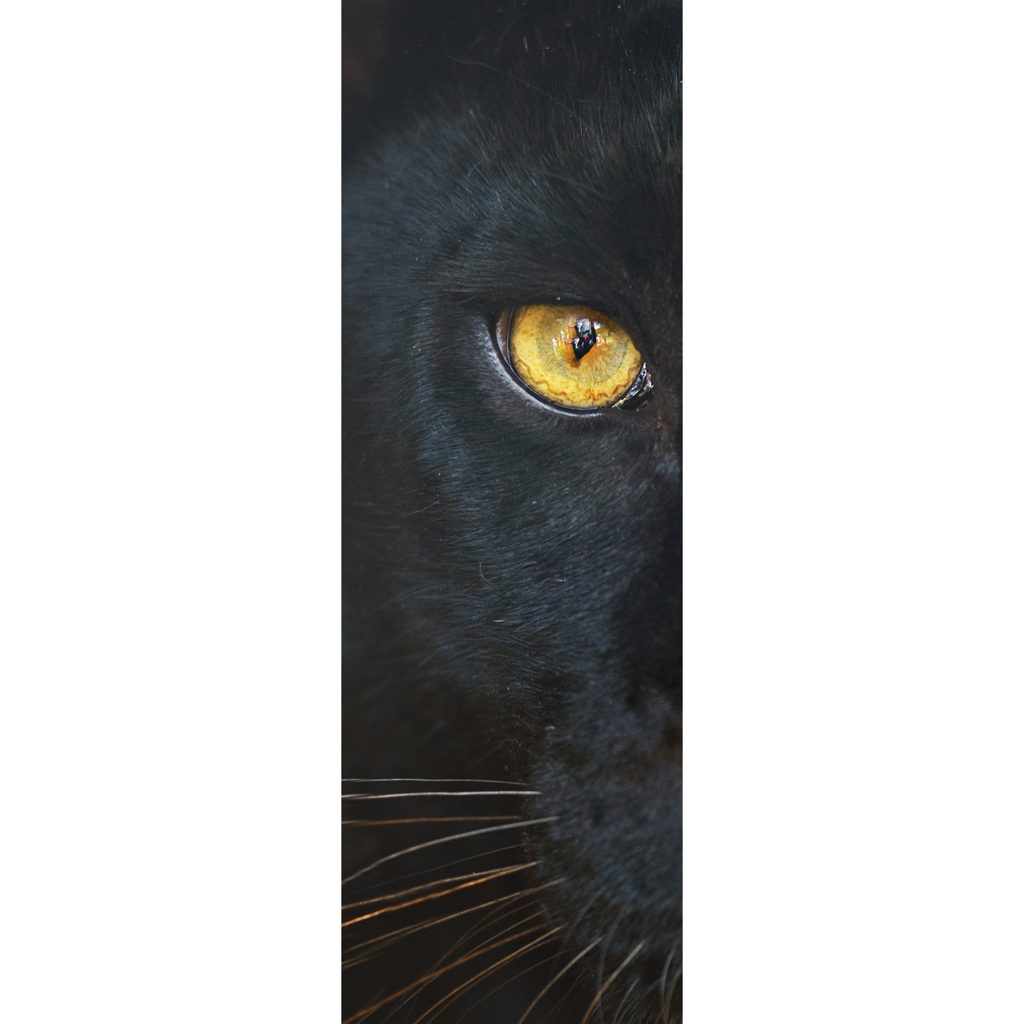 Panther