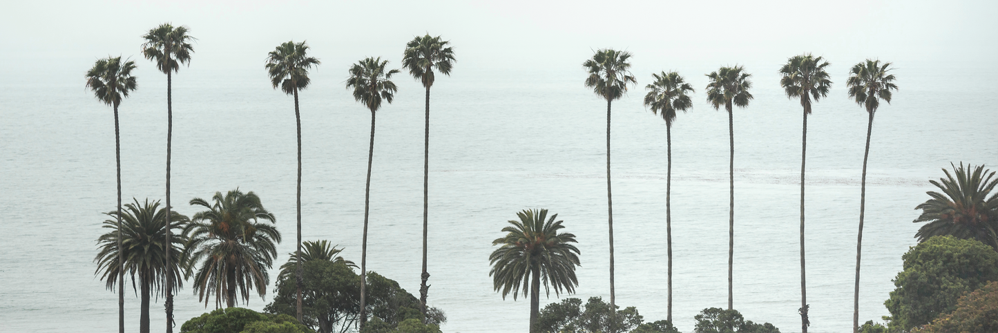 Palm Trees