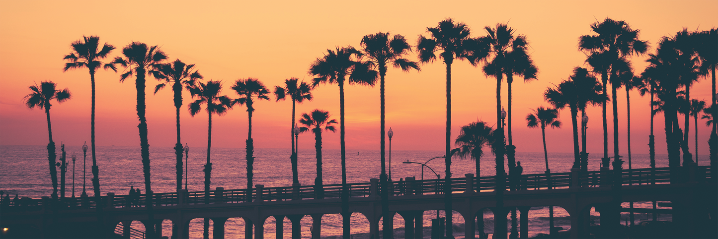 Dusk Palm Tree Silhouette
