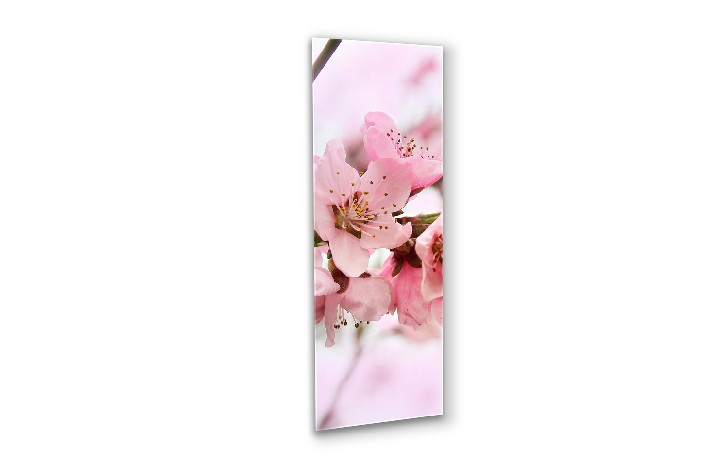 Cherry Tree Flowers