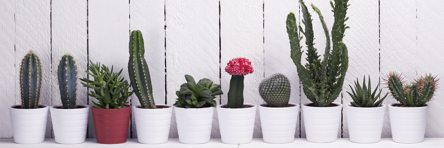 Cactus