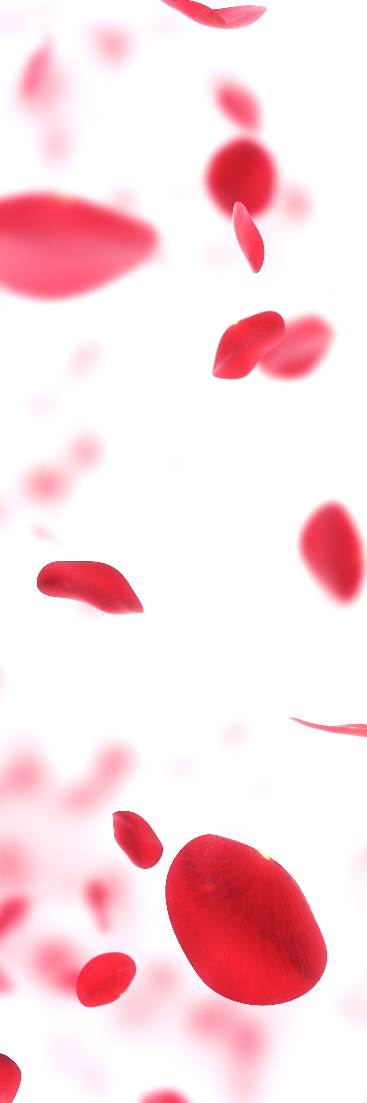 Rose Petals