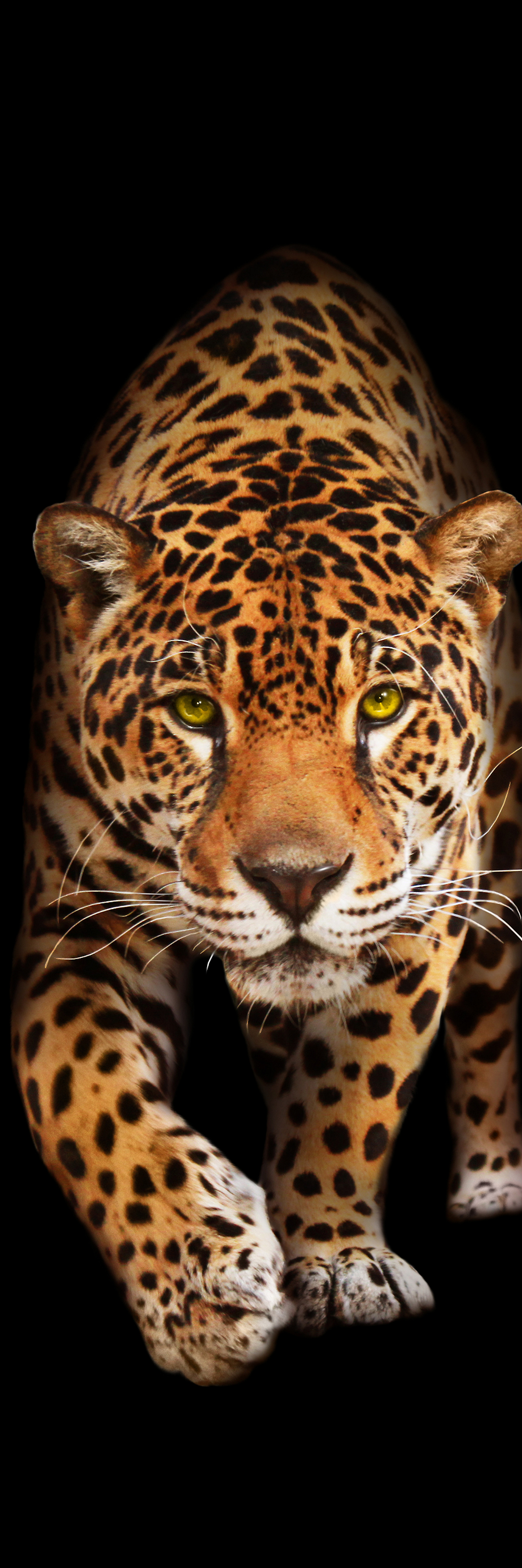 Leopard