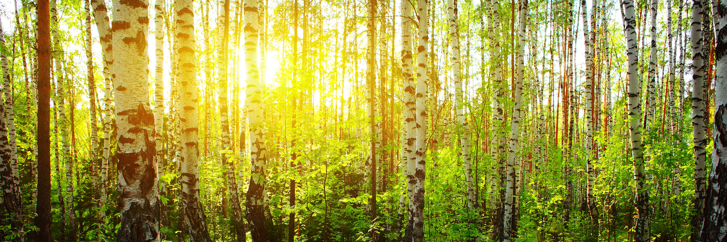 Aspen Forest
