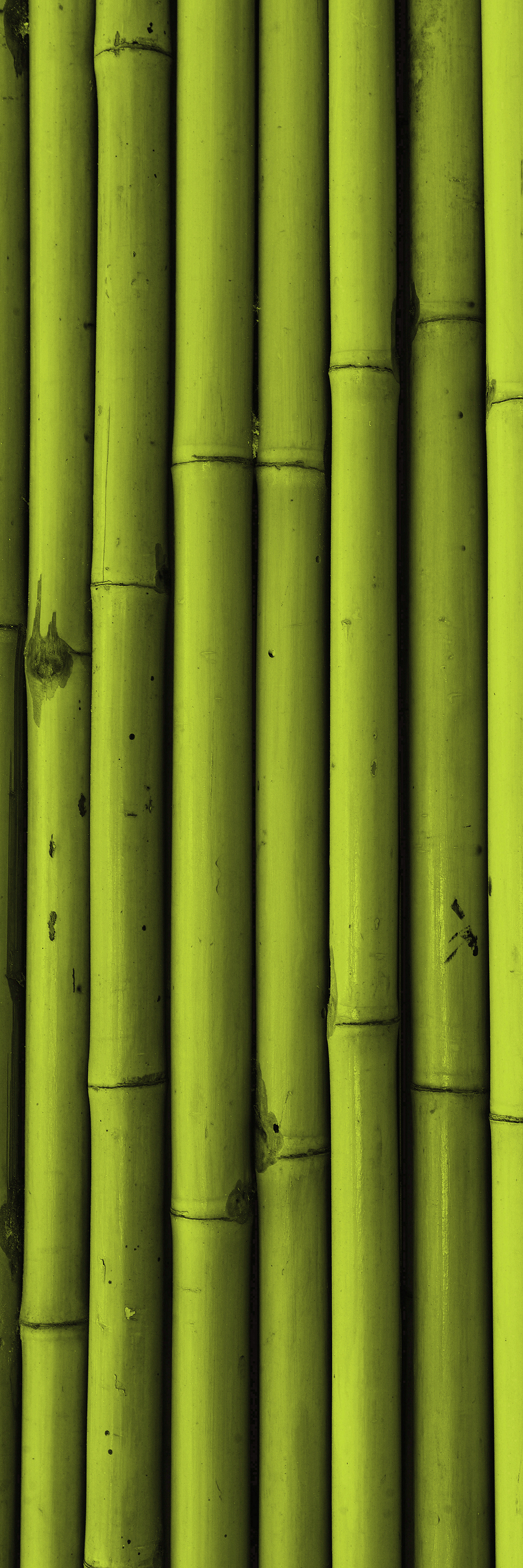 Bamboo