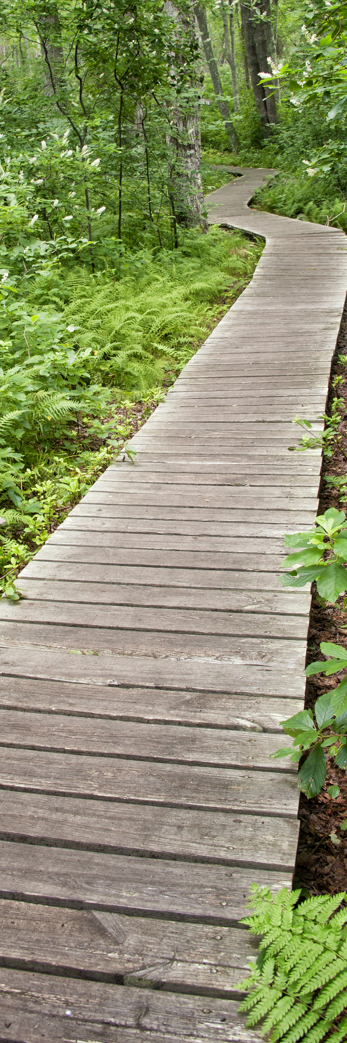 Forest Path