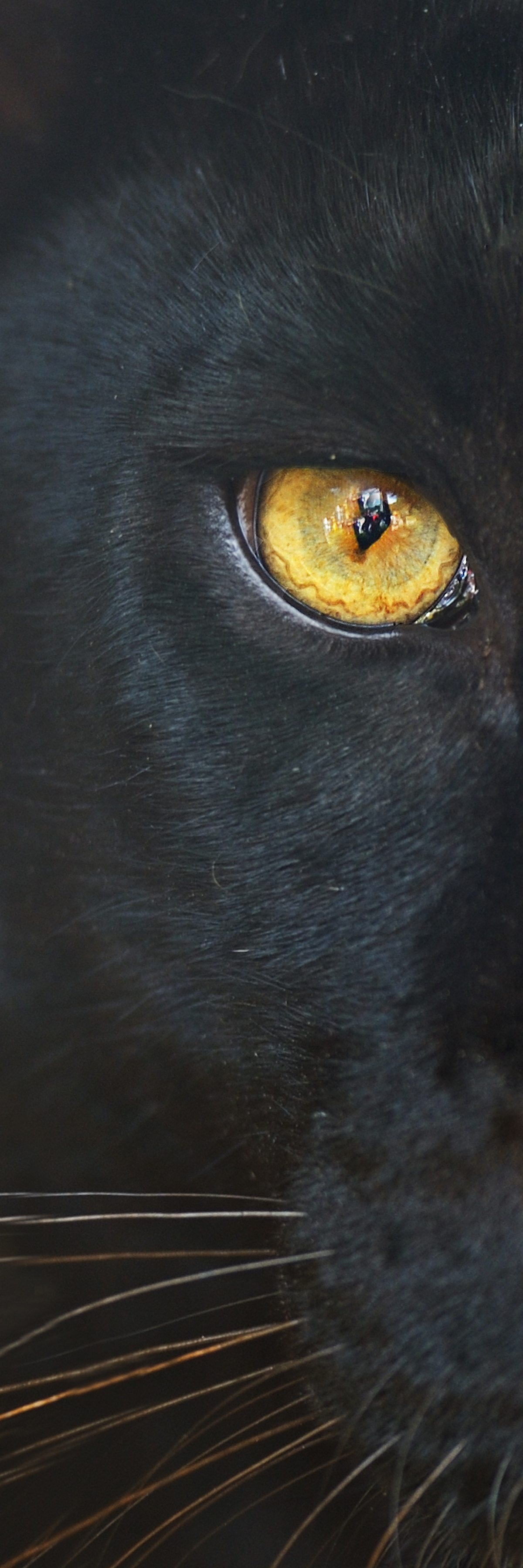Panther