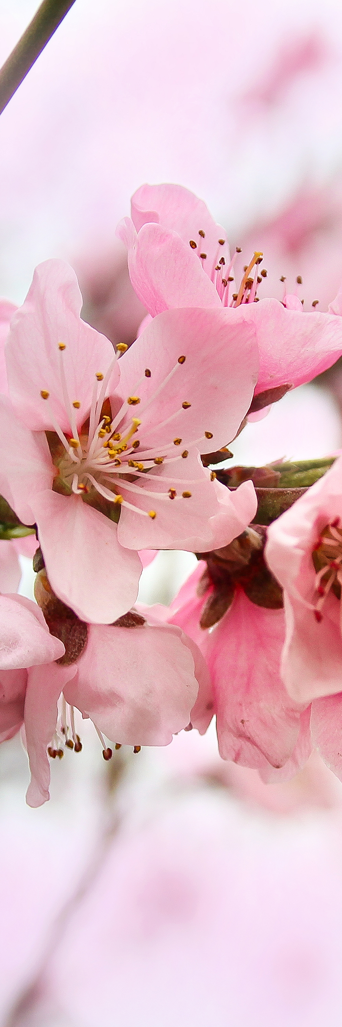 Cherry Tree Flowers