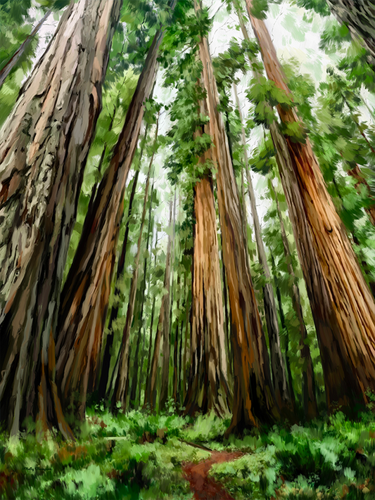 Redwoods National Park by Holly Thompson