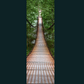 Forest Bridge