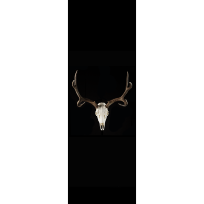 Elk Skull