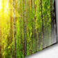 Aspen Forest