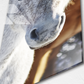 White Horse