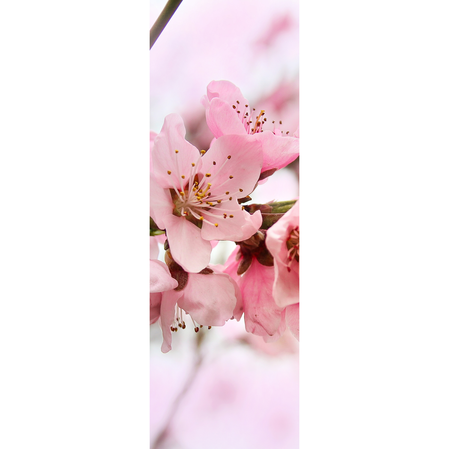 Cherry Tree Flowers