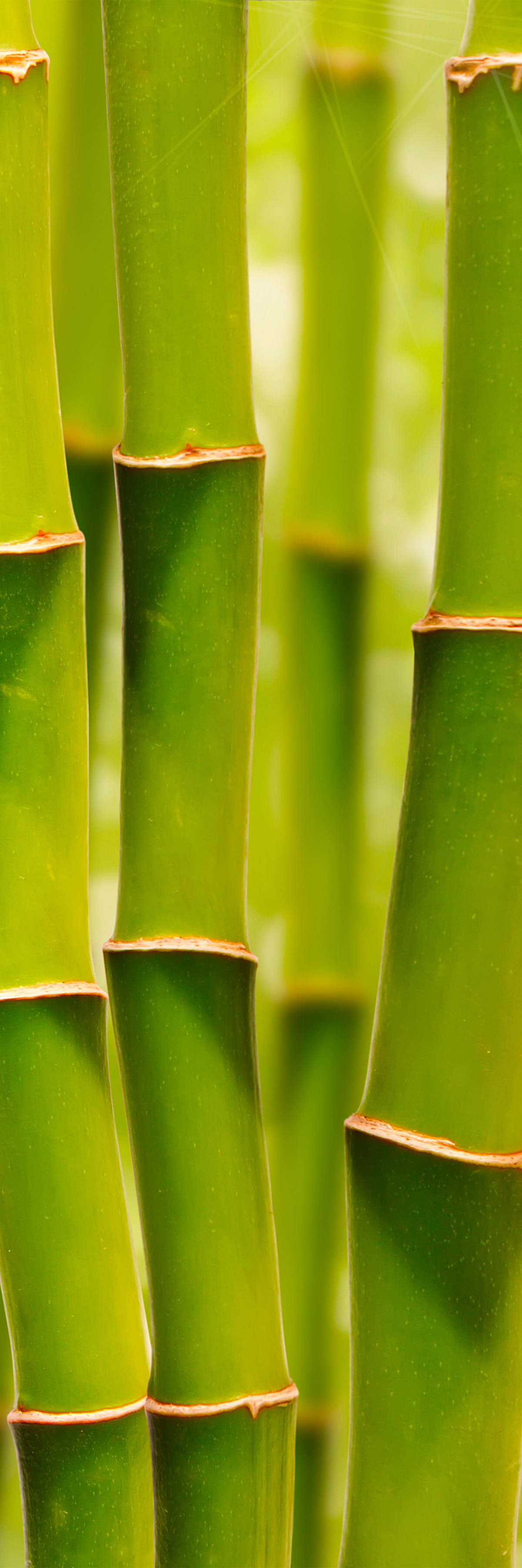 Bamboo Natural