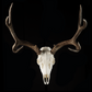 Elk Skull