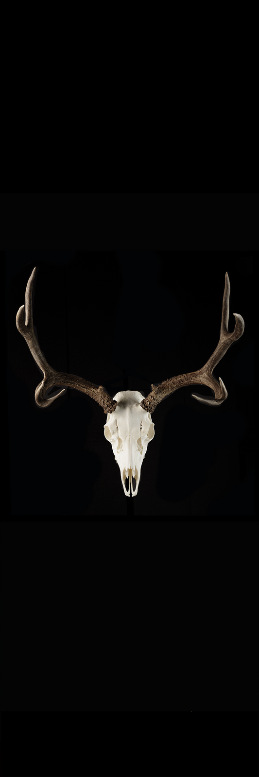 Elk Skull