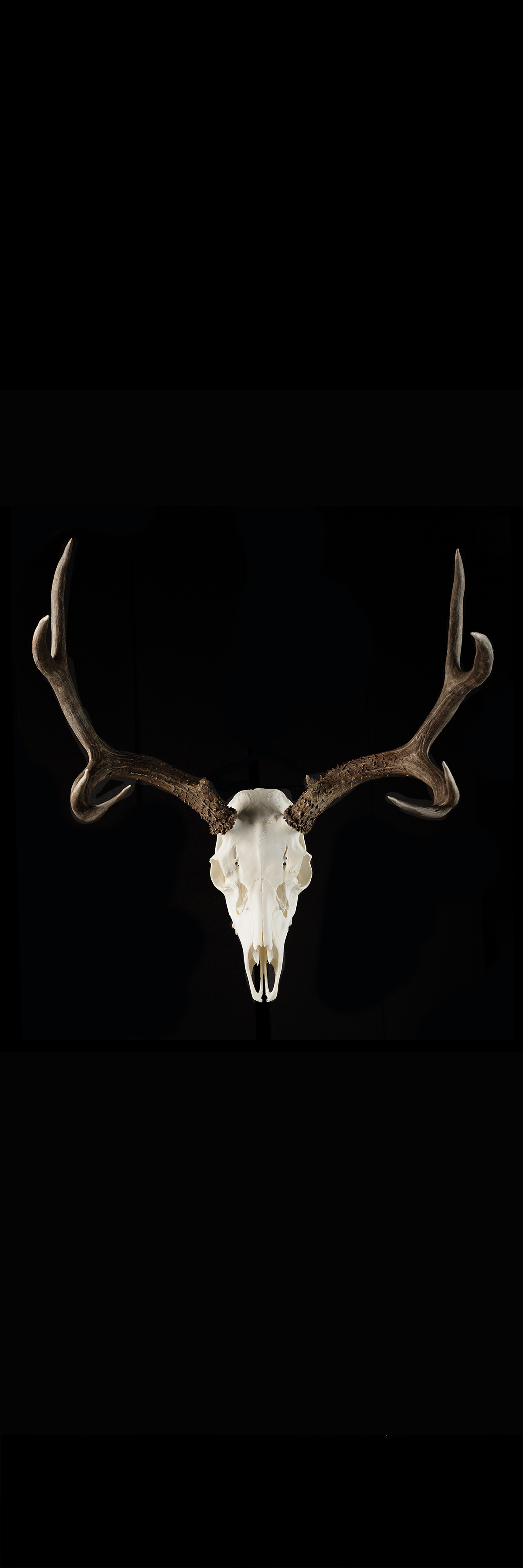 Elk Skull