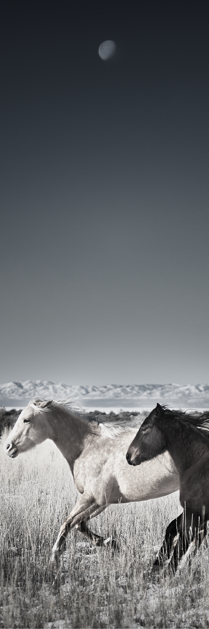 Two Horses and the Moon